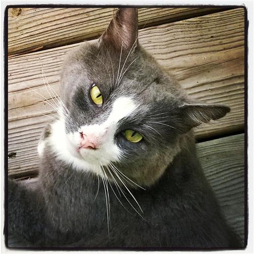 Scratchy Cat 